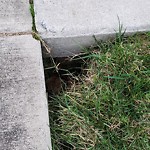 Sewer - Cave in (Sanitary) at 1226 Copper Knoll Ln