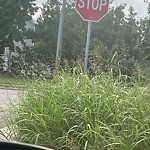 Vegetation Control in ROW at 500 Rose Garden Ln