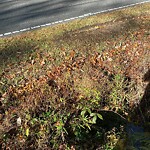 Stormwater -  Pipe/Drain/Catch Basin - Blocked at Long Ridge Rd