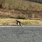 Dead Animal In or Along Roadway at Fentress Airfield Rd