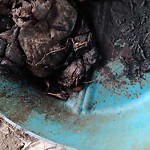 Dead Animal In or Along Roadway at 762 George Washington Hwy N