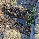 Stormwater -  Pipe/Drain/Catch Basin - Blocked at 4033 Grand Isle Dr