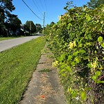 Vegetation Control in ROW at 1300 Great Bridge Blvd