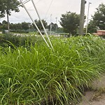 Grass & Weeds - Too High at 2401 Rodgers St