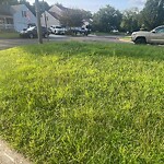 Grass & Weeds - Too High at 1201 Madera Ct