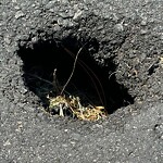 Pothole Repair at 2900 Walden St