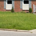 Grass & Weeds - Too High at 1305 Dena St