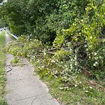 Vegetation Control in ROW at S Eva Blvd