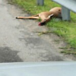 Dead Animal In or Along Roadway at 619 Dominion Blvd S