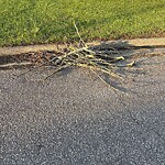 Bulk Trash Pickup at 1004 Breckenridge Ct