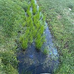 Drainage Issue at 1957 Lemonwood Rd