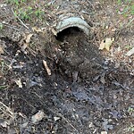 Stormwater -  Pipe/Drain/Catch Basin - Blocked at 1530 Oleander Ave