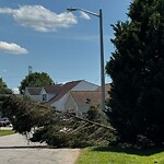 Vegetation Control in ROW at 221 Dunn St