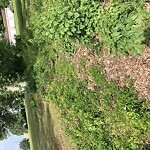 Stormwater -  Pipe/Drain/Catch Basin - Blocked at 2524 Hanover Ln