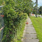 Property Maintenance Violation at 1264 Great Bridge Blvd