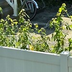 Grass & Weeds - Too High at 1009 Chalbourne Dr