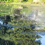 Stormwater -  Pipe/Drain/Catch Basin - Blocked at 312 Quail Meadow Dr