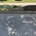 Dead Animal In or Along Roadway at 1101 Hunningdon Lakes Blvd