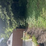 Vegetation Control in ROW at 4227 Airline Blvd