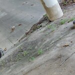 Debris Accumulation - Existing Property at 800 Astor Way
