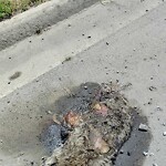 Dead Animal In or Along Roadway at 2820 Yadkin Rd