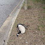 Dead Animal In or Along Roadway at Copper Stone Cir