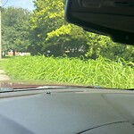 Vegetation Control in ROW at 2313 Rodgers St