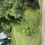 Ditch - Blocked at 3036 Gum Ct