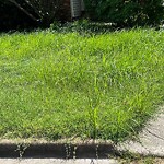 Grass & Weeds - Too High at 450 Supplejack Ct