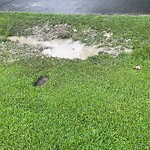 Stormwater -  Pipe/Drain/Catch Basin - Blocked at 337 Angus Rd