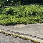 Grass & Weeds - Too High at 2801 Squirrel Run