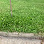 Grass & Weeds - Too High at 3101 Sherwood Dr