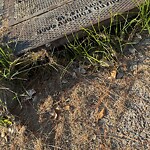 Stormwater -  Pipe/Drain/Catch Basin - Blocked at 1100 Orville Ave