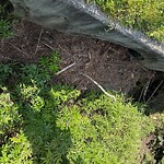 Ditch - Blocked at 327 Naples Ct