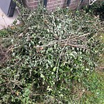 Bulk Trash Pickup at 717 Bulrush Ct
