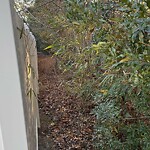 Vegetation Control in ROW at 5219 Lombard St