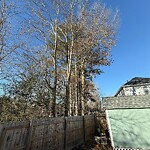 Ditch - Blocked at 336 Cedar Ln