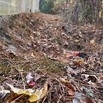 Drainage Issue at 5217 Lombard St